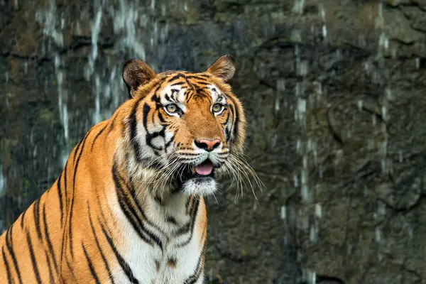 Närbild Indokinesiska Tiger Sitter Framför Vattenfallet Och Tittar Kameran Panthera Stockbild
