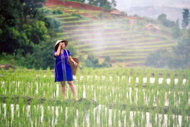 Yerel şapkalı ve ahşap sepetli mavi elbiseli Hmong Kadını sabah sislerin altında yeşil pirinç tarlası terasında sırtta duruyordu.