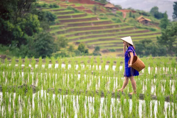 丘の上の緑の田畑の尾根を歩くバスケットが付いている青いネイティブドレスのHmong部族の女性 ストック写真