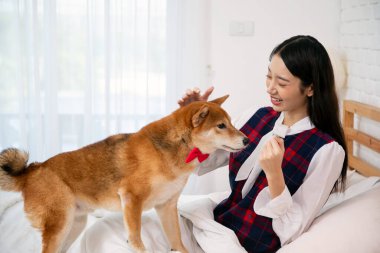 Neşeli Anlar: Genç Asyalı Kadın Yatak Odasında Sevgili Shiba Köpeğiyle Oynaşıyor