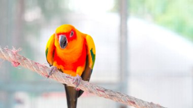 Renkli sarı turuncu aşk kuşu cıvıl cıvıl öterken halatı tutarken arka plan fotokopi alanı ile bulanıklaşıyor.