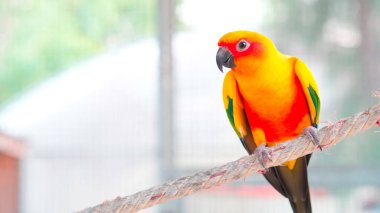 Yaklaş. Renkli sarı turuncu, yeşil aşk kuşu. Kopya alanı ile ipe tutunuyor.