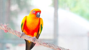 Yaklaş. Renkli sarı turuncu, yeşil aşk kuşu. Kopya alanı ile ipe tutunuyor.