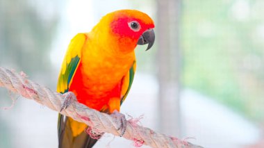 Renkli sarı turuncu aşk kuşu halata tutunup fotokopi alanı ile kameraya bakıyor.