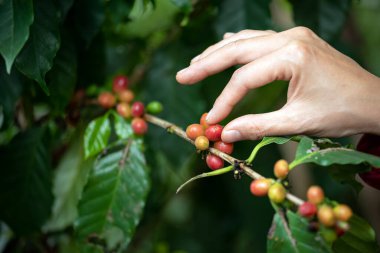 Yakın plan, doğal ortamdaki yemyeşil kahve bitkisinden olgun kırmızı kahve meyveleri topluyor.