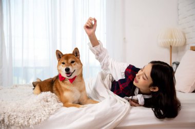 Shiba Inu köpeğiyle oynayan genç bir kadın beyaz perdeli, parlak yatak odasında rahat bir yatakta kırmızı papyon takıyor.