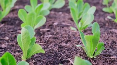 Genç marul bitkileri koyu toprakta yetişiyor, kamera yukarı eğiliyor ve iyi korunmuş sebze bahçesinde sağlıklı yeşil yapraklar gösteriyor.