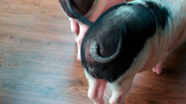 Siyah beyaz kürklü iki ördek kuyruğunun yakın plan çekimi ahşap zeminde yavaşça sallanarak kıvrılmış kuyruklarını parlatmaktadır.