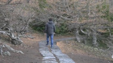 Kurumuş orman yolunda yürüyen çıplak ve eğri büğrü ağaçlarla kaplı, soğuk havada siyah kazak giyen bir insan.