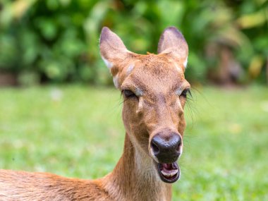 close-up of a deer with its mouth open, surrounded by vibrant green foliage clipart