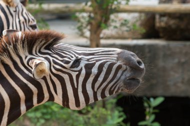 Profilde bir zebranın kafasının detaylı yakın çekimi, siyah-beyaz çizgili desenini gösteriyor, doğal bir arkaplan üzerine kurulmuş.