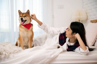 Genç bir kadın yatakta uzanmış, mutlu Shiba Inu köpeğiyle dalga geçiyor, rahat bir yatak odasında kırmızı bir bandana takıyor.