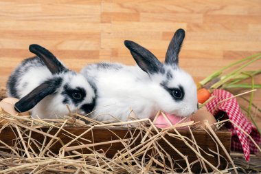İki sevimli siyah ve beyaz tavşan saman yuvasında dinleniyor, yumurtalar, havuçlar ve kırmızı pamuklu kumaşla çevrili.