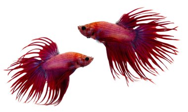 İki canlı kırmızı ve mor Siyam balığı kuyruklu dövüşen balıklar beyaz arka planda dinamik bir hareketle birbirlerine dönerek suda yaşamın güzelliğini, zarafetini ve enerjisini gösterirler.