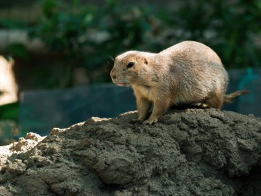 Toprak bir tepeye tünemiş bir çayır köpeğinin yakın çekimi, yeşilliği olan doğal bir çevrede tetikte ve meraklı.