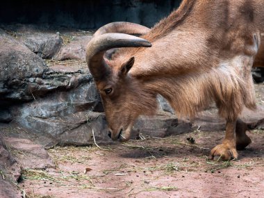 Etkileyici kıvrımlı boynuzları olan bir dağ keçisi kayalık arazide otlamak için başını eğiyor ve doğadaki vahşi yaşamı gözler önüne seriyor.