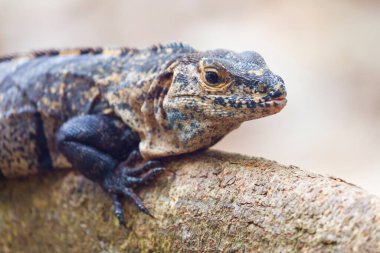 Siyah İguana (Ctenosaura similis), Manuel Antonio Ulusal Parkı, Kosta Rika