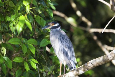 Nyctanassa ihlali, Tortuguero Ulusal Parkı, Kosta Rika
