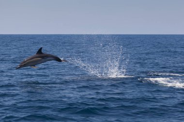 Yunus, Cantabrian Denizi, Bask Ülkesi, İspanya