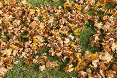 Ryes Savaş Mezarlığında Sonbahar, Normandiya, Fransa