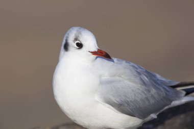 Arromanches-les-Bains, Normandiya Fransa 'daki Martı