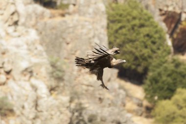 Monfrague, Caceres, Extremadura, İspanya 'da Akbaba