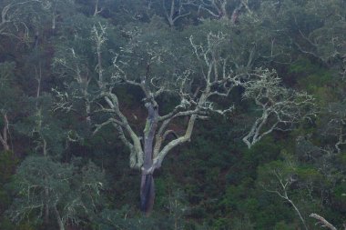 Mantar meşesi, Loule, Algarve, Portekiz