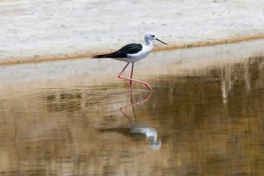 Himantopus himantopus, Ria Formosa Doğal Parkı, Algarve, Portekiz