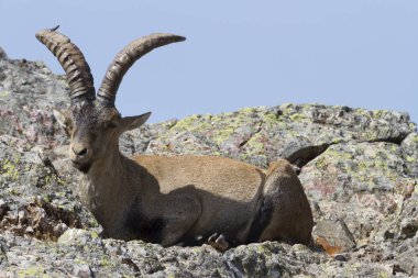 Dağ keçisi, La pena de Francia, Salamanca, Castilla y Leon, İspanya