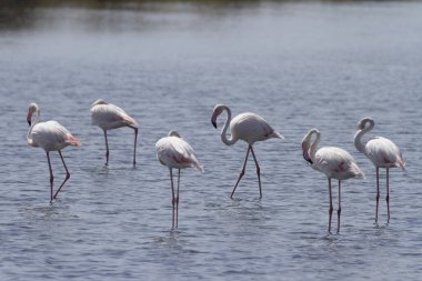 Ria Formosa 'da flamingolar, Faro, Algarve, Portekiz