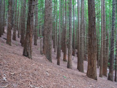 Sequoia Ormanı, Monte Cabezon, Cabezon de la Sal, Cantabria, İspanya