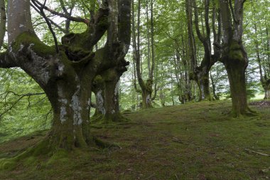Belaustegi Ormanı, Gorbeia Doğal Parkı, Bizkaia, Bask Ülkesi, İspanya