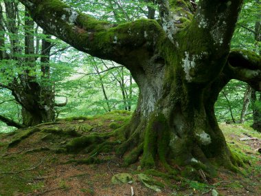 Belaustegi Ormanı, Gorbeia Doğal Parkı, Bizkaia, Bask Ülkesi, İspanya
