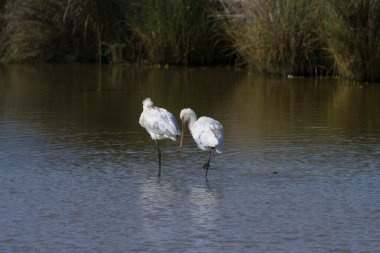 Platalea lökositi, Fuseta, Algarve, Portekiz
