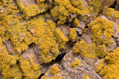 Berlenga Grande Adası 'nda yosun, Berlengas Adaları, Portekiz