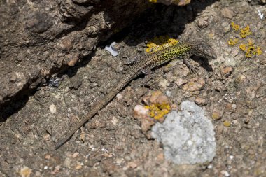 Berlenga Grande 'deki Kertenkele, Berlengas Adaları, Portekiz