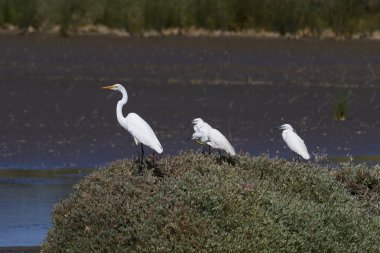 Egretta Garzetta, Figueira da Foz, Portekiz