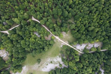 Urbasa dağlarındaki orman, Navarra, İspanya