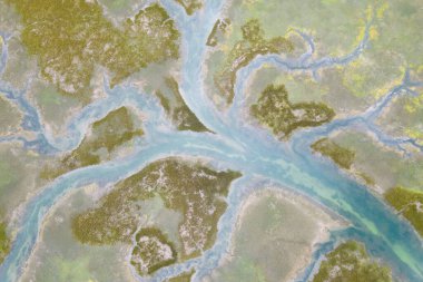 Oyambre Doğal Parkı 'ndaki bataklık, Cantabria, İspanya