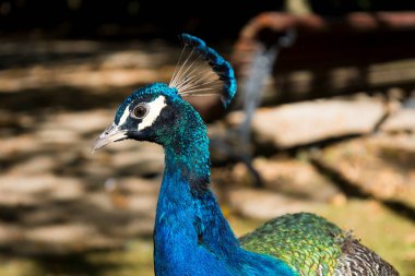 Campo Grande Parkı, Valladolid, Castilla y Leon, İspanya