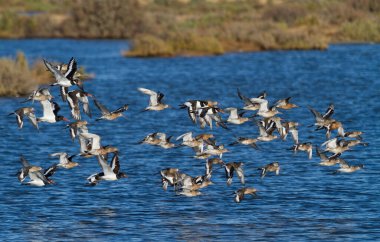 Godwit de cola negra, Ria Formosa Doğal Parkı, Algarve, Portekiz