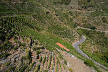 Lugo, Galiçya, İspanya 'daki Sil Kanyonlarında üzüm bağları