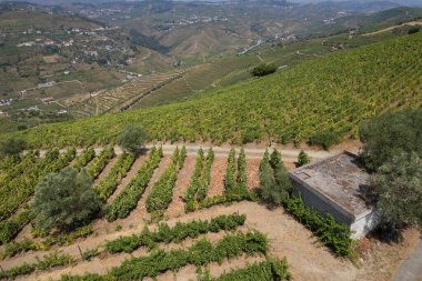 Sao Joao da Pesqueira 'daki kır evi, Douro Vadisi, Portekiz