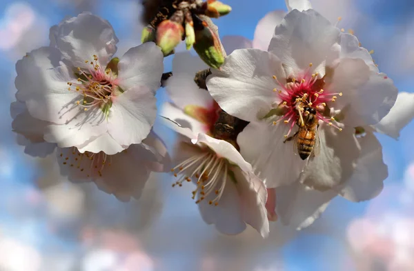 Latające Pszczoły Miodne Zbierające Pyłki Kwiatów Migdałowca — Zdjęcie stockowe