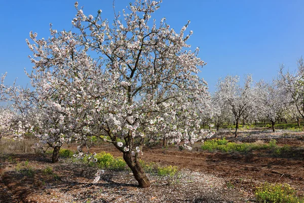 Prachtige Bloeiende Amandelboom Tuinen Een Kibboets Het Noorden Van Israël — Stockfoto