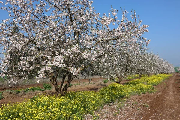 Magníficos Jardins Amendoeira Floridos Kibutz Norte Israel — Fotografia de Stock