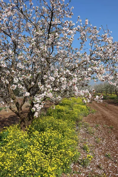 Prachtige Bloeiende Amandelboom Tuinen Een Kibboets Het Noorden Van Israël — Stockfoto