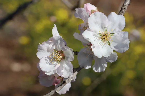 Wiosenna Gałąź Kwitnącego Drzewa Migdałowego Zbliżenie — Zdjęcie stockowe