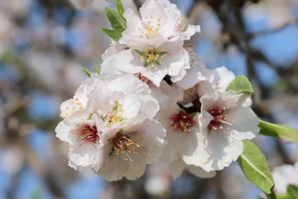Jarní Větev Kvetoucího Mandlového Stromu Zblízka — Stock fotografie