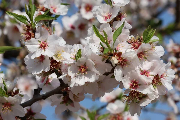 Wiosenna Gałąź Kwitnącego Drzewa Migdałowego Zbliżenie — Zdjęcie stockowe